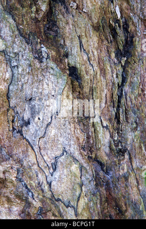 Makro-Bild aus der Kruste eines Toten Baumes Stockfoto