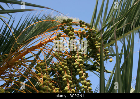 Dattelpalme Baum Phoenix dactylifera Stockfoto