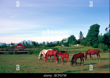 Pferde auf der Weide grasen und Corral auf einem Bauernhof in der Nähe von Fort Langley, Fraser Valley, BC, Britisch-Kolumbien, Kanada Stockfoto