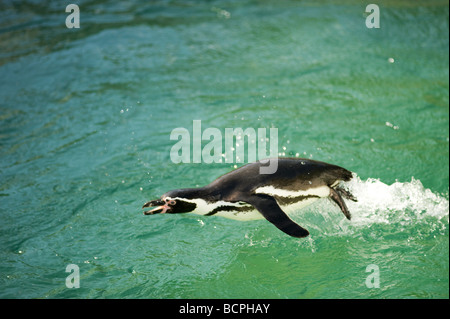 Humboldt-Pinguin, Spheniscus humboldti Stockfoto