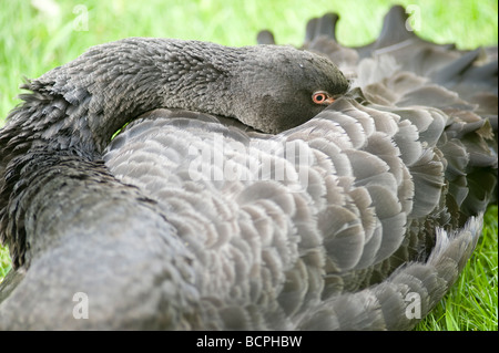 Schwarzer Schwan Stockfoto