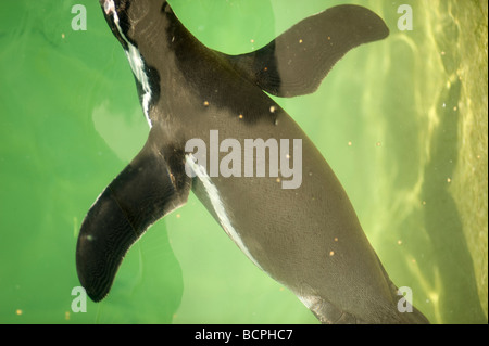 Humboldt-Pinguin, Spheniscus humboldti Stockfoto