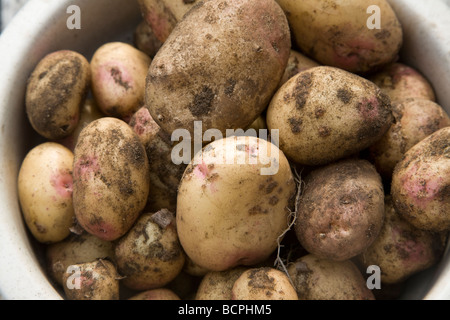 Neue Kartoffeln in Schale frisch gegraben Stockfoto