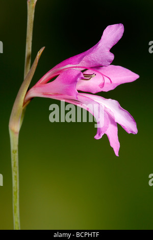 Wilde Gladiole Gladiolus Illyricus Alicante Spanien Stockfoto
