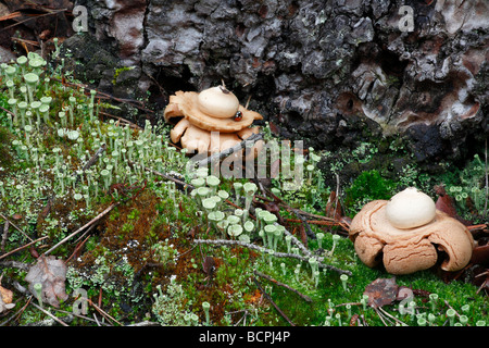 EarthStar Fruchtkörper Alicante Spanien Stockfoto