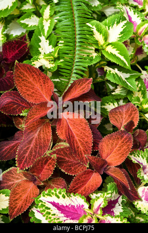 Coleus Blätter gemalt Brennesseln Stockfoto