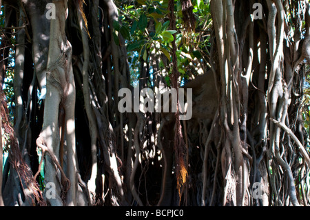 Feigenbaum Ficus Macrophylla Columnaris Royal Botanic Gardens Sydney NSW Australia Stockfoto