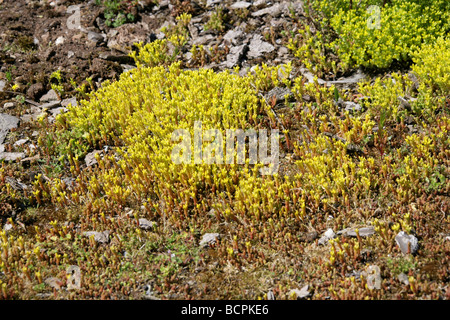 Beißen, Mauerpfeffer aka goldenen Teppich, Wand Pfeffer oder Gold Moss, wachsen Sedum Acre, Crassulaceae, auf Abfall Boden Stockfoto