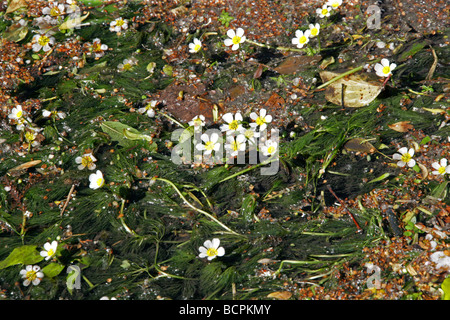 Kreide-Stream Wasser Crowfoot, Ranunculus Penicillatus, Butterblume Stockfoto