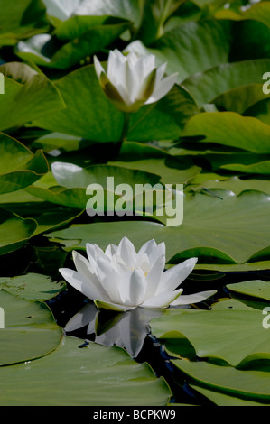 Seerose am Bosherston Lily Pond, reflektierende Blumen umgeben von Seerosen weiße Blume Stockfoto