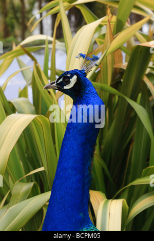 Sehr bunte Kopf einer Neckshot ein männlicher Pfau Stockfoto