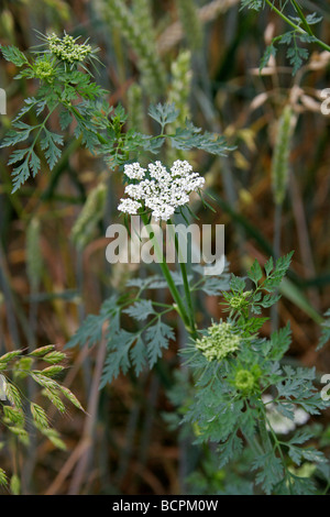 Narren Petersilie, Aethusa Cynapium, Apiaceae, Umbelliferae Stockfoto