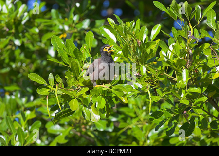 Gemeinsames Mynah Acridotheres Tristis singen von Dichter Vegetation auf Mahé, Seychellen im Mai. Stockfoto