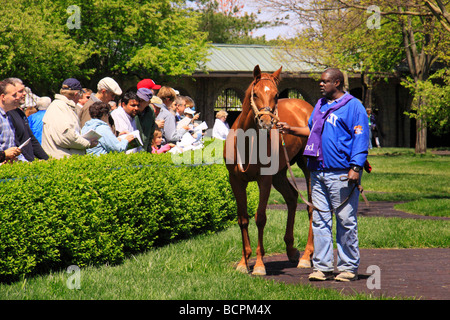 Zuschauer beobachten Vollblüter Aufwärmen im Fahrerlager vor dem Rennen in Keeneland Race Course Lexington Kentucky Stockfoto