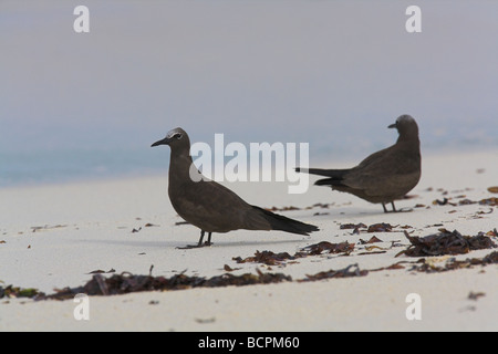 Gemeinsame (braun) Noddy Anous Stolidus paar am weißen Sandstrand auf Bird Island, Seychellen im April. Stockfoto