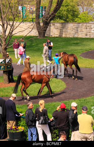 Zuschauer beobachten Vollblüter zu Fuß durch das Fahrerlager vor einem Rennen Keeneland Race Course Lexington Kentucky Stockfoto