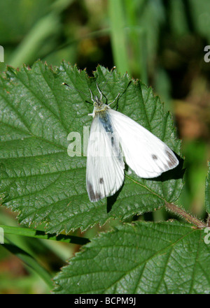 Kleiner weißer Schmetterling aka kleiner Kohl weiß Schmetterling, Pieris Rapae, Pieridae, UK Stockfoto