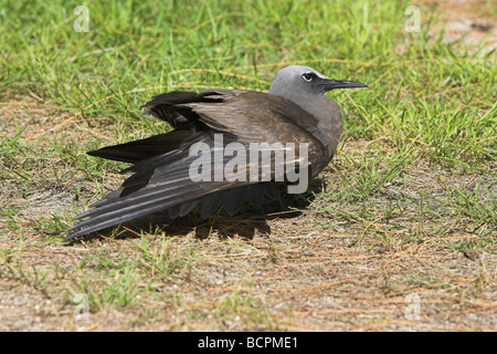 Gemeinsame (braun) Noddy Anous Stolidus Sonnenbaden auf Bird Island, Seychellen im April. Stockfoto