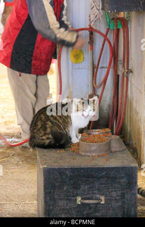 Scheune Katze The Thoroughbred Center Lexington Kentucky Stockfoto