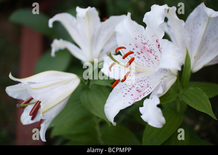 Weißer LILIUM STERN GAZER blüht auf grünem unscharfen Hintergrund niemand von oben Sterngucker orientalische Casa Blanca horizontal Hi-res Stockfoto