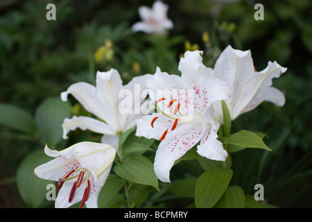 Weißer LILIUM STERN GAZER blüht auf grünem verschwommenem Hintergrund niemand von oben Sterngucker orientalische Casa Blanca horizontal Hi-res Stockfoto