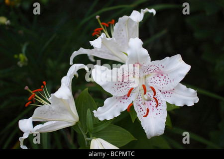 Weiße LILIUM STERN GAZER Blumen auf grünem verschwommenem Hintergrund Nahaufnahme Detail zeigen niemanden von oben Sterngucker orientalische Casa Blanca horizontale Hi-res Stockfoto