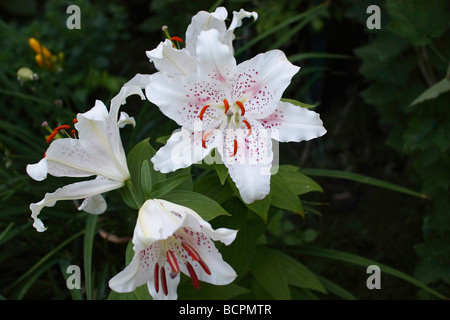 Weiße LILIUM STERN GAZER Blumen auf grünem verschwommenem Hintergrund Nahaufnahme Detail zeigen niemanden von oben Sternbeobachter orientalisches Casa Blanca Hi-res Stockfoto