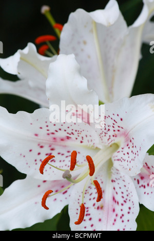 Orientalischer weißer LILIUM STERN GAZER Blumen auf natürlichem Hintergrund Nahaufnahme Detail Makroanzeige Sterngucker orientalischer Casa Blanca vertikale Hi-res Stockfoto