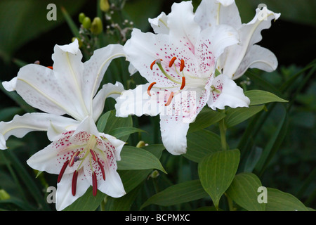 Weißer LILIUM STERN GAZER blüht auf grünem unscharfen Hintergrund niemand von oben Sterngucker orientalische Casa Blanca horizontal Hi-res Stockfoto