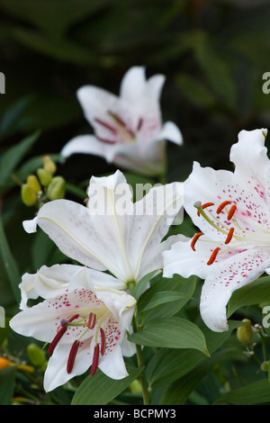 Weißer LILIUM STERN GAZER blüht auf grünem Unschärfenhintergrund niemand von oben Sterngucker orientalische Casa Blanca vertikal hochauflösende Stockfoto