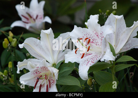 Weißer LILIUM-STERN GAZER blüht auf grünem, verschwommenem Hintergrund niemand von oben über dem Sternenhimmel die orientalische Casa Blanca horizontal hochauflösend Stockfoto