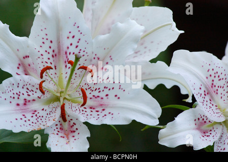 Weißer LILIUM STERN GAZER Blumen auf natürlichem Hintergrund Nahaufnahme Detail Makroanzeige Stamen Pollen Sterngucker orientalisches Casa Blanca horizontal Hi-res Stockfoto