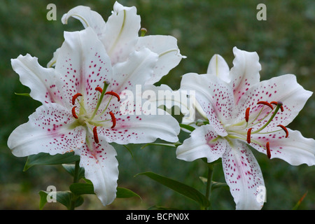 Weißer LILIUM STERN GAZER Blumen auf natürlichem Hintergrund Nahaufnahme Detailanzeige Stamen Pollen Sterngucker orientalisches Casa Blanca horizontal Hi-res Stockfoto