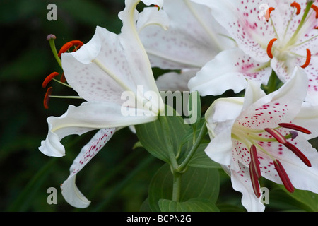 Weißer LILIUM STERN GAZER Blumen auf natürlichem Hintergrund Nahaufnahme Detail mit Stamen Pollen Makro in USA US American ein Garten horizontal Hi-res Stockfoto