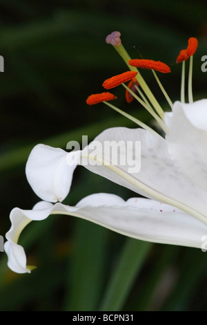 Weißer LILIUM STERN GAZER eine Blume auf natürlichem Hintergrund Nahaufnahme Detail Makrostamen Pollen in USA US-Amerikaner ein Garten vertikal Hi-res Stockfoto