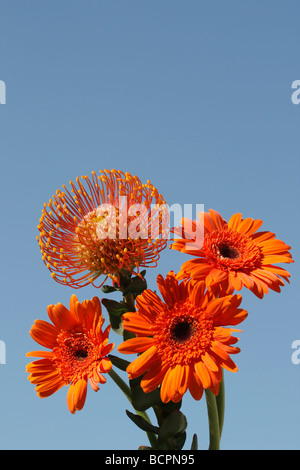 Orange Pincushion Protea mit drei Gerbera Blumen auf blauem Himmel natürlicher Hintergrund von unten niedriger Winkel Nahansicht Stillleben Fotos Hi-res Stockfoto