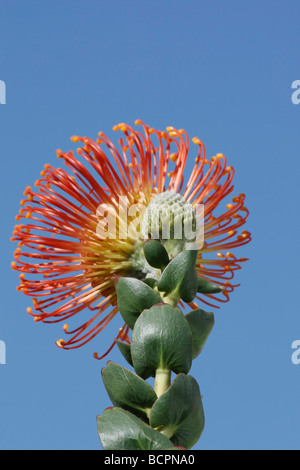 Orange orientalisches Pincushion Protea eine Blume von unten hinten Nahaufnahme Makro vor blauem Himmel natürlicher Hintergrund Stillleben Fotos Blumen vertikal Hi-res Stockfoto