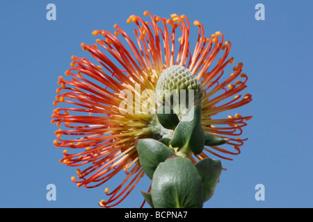 Orange orientalisches Pincushion Protea eine Blume von unten hinten Nahaufnahme Makro vor blauem Himmel natürlicher Hintergrund Stillleben Fotos Blumen Hi-res Stockfoto