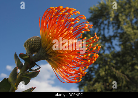 Orange orientalisches Pincushion Protea eine Blume Seite Nahaufnahme Makro gegen blauen Himmel natürliche verschwommene Unschärfe Hintergrund Stillleben Fotos Blumen Hi-res Stockfoto