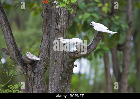 Weiß (Fee) Tern Gygis Alba Küken und Eltern in künstliche Kokosnuss nest Bird Island, Seychellen im April. Stockfoto