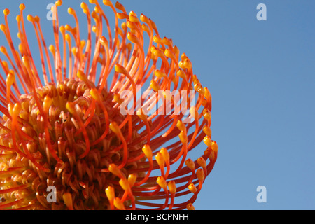 Orange orientalisches Pincushion Protea eine Blume von unten hinten Nahaufnahme Makro vor blauem Himmel natürlicher Hintergrund Stillleben Fotos Blumen Hi-res Stockfoto