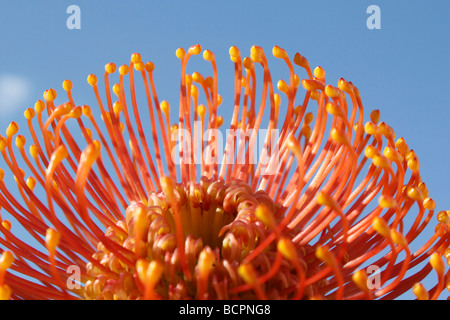 Orange Oriental Pincushion Protea eine Blume Makro natürlicher Hintergrund vor blauem Himmel Premium Hintergründe Luxus Stillleben Fotos Blumen Hi-res Stockfoto