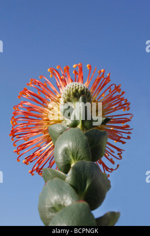 Orange Oriental Pincushion Protea eine Blume mit einem niedrigen Knospenwinkel von hinten Nahaufnahme der Details auf blauem Himmel Hintergrund Makro niemand vertikal hochauflösende Stockfoto