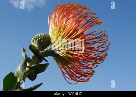 Orange Oriental Pincushion Protea eine Blume mit einer Knospe Nahaufnahme Makrohintergrund Stillleben niedriger Winkel von unten Foto Niemand horizontal hochauflösend Stockfoto