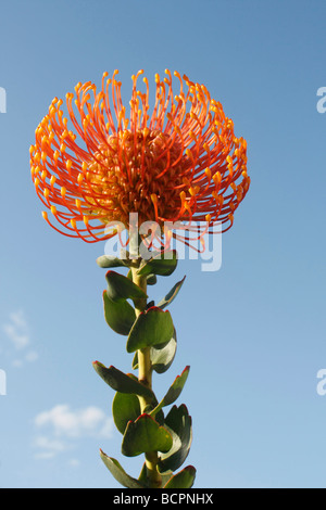 Orange orientalisches Pincushion Protea eine Blume von unten Tiefwinkel Nahaufnahme Makro vor blauem Himmel natürlicher Hintergrund Stillleben Fotos vertikal Hi-res Stockfoto