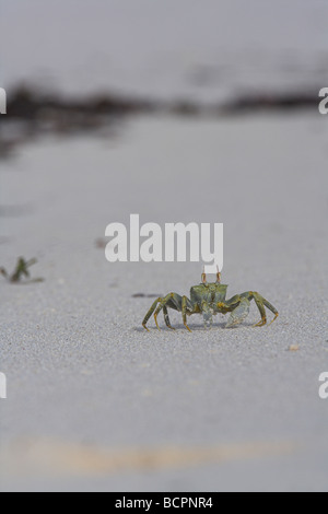 Ghost-Krabbe Ocypode Ceratophthalma Versenkung über Sandstrand auf Bird Island, Seychellen im April. Stockfoto