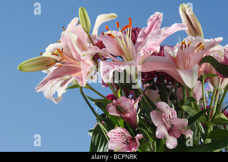 Wunderschöner Blumenstrauß der rosa orientalischen Lilien Blumen am blauen Himmel Nahaufnahme Bilder Fotos große hohe Auflösung horizontal in den USA US Hi-res Stockfoto