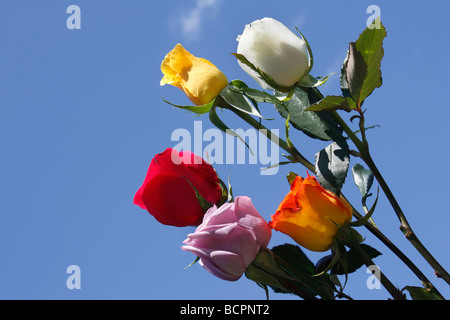 Schöner bunter Blumenstrauß von Rosen Blumen auf blauem Himmel Hintergrund niedriger Winkel von unten Standard beste Bildfotos Niemand Fotos in den USA US Hi-res Stockfoto