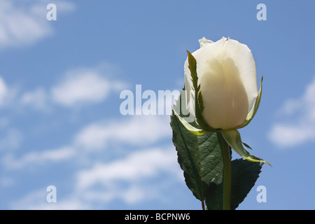 Einzelne Rose schön eine weiße Blume niedriger Winkel von unten Bilder Bilder Fotos großes hochauflösendes horizontales Format in den USA Hi-res Stockfoto