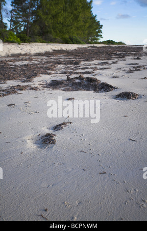 Ghost-Krabbe Ocypode Ceratophthalma verfolgt über Sandstrand auf Bird Island, Seychellen im April. Stockfoto